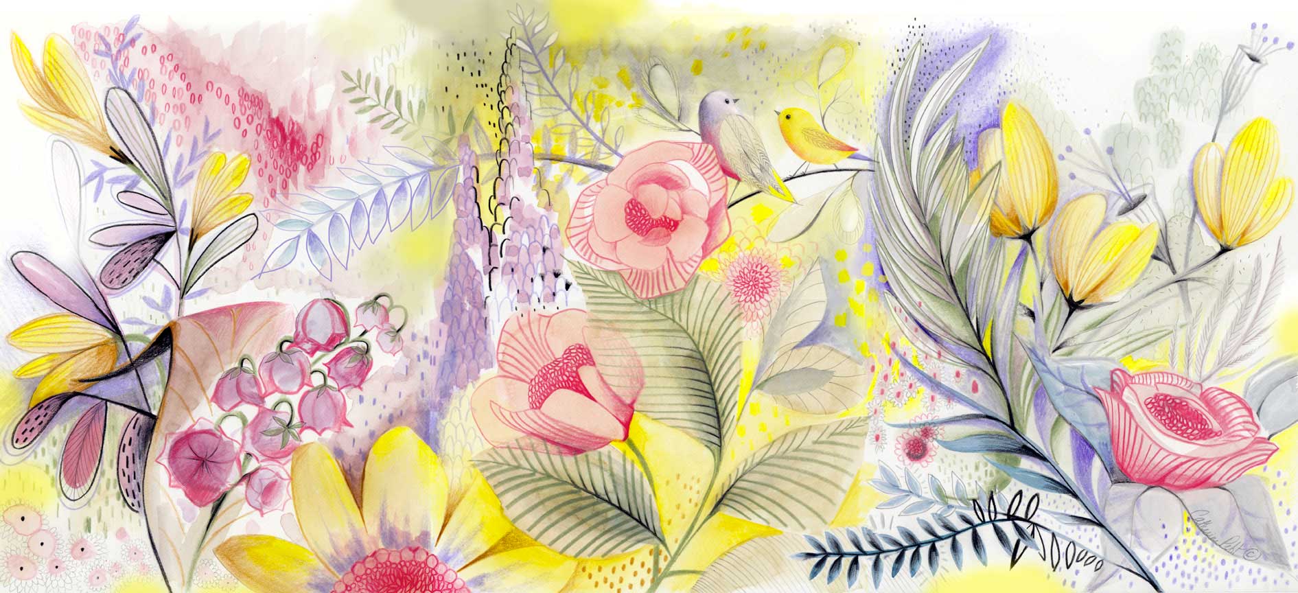 Catherine Petit - L'illustratrice du mois d'août