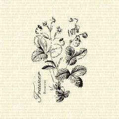Fraisier - 1 grande étampe à découper